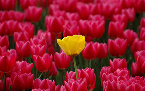 red, tulips, flowers, yellow