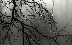 twigs, nature, trees, water drops