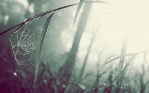grass, spiderwebs, mist, macro