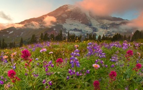 landscape, mountain, flowers, Canada