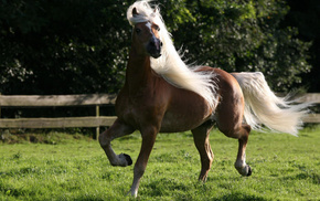 blonde, horse, tail, nature, animals