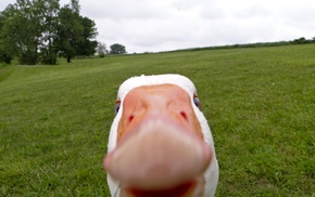 geese, selfies, animals, birds
