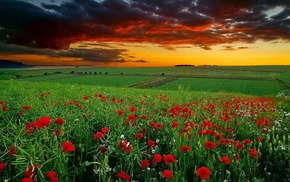 field, sunset, flowers, beautiful, stunner