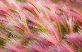 field, flowers