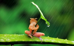 pink, rain, frog, green, nature