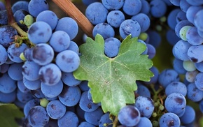 beautiful, grapes, blue, delicious, greenery