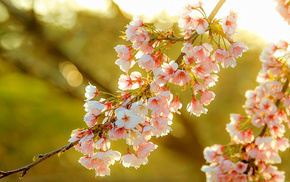 sakura, nature, spring, light, flowers