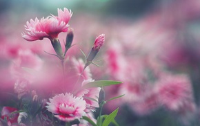 pink flowers, nature, flowers