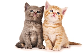 animals