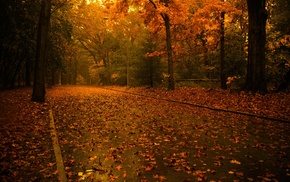 road, leaves, nature