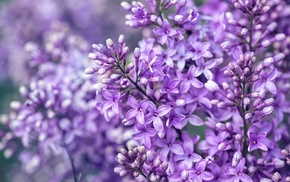 macro, flowers