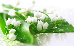 white, flowers