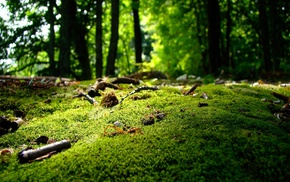 moss, nature