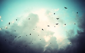 birds, clouds, sky