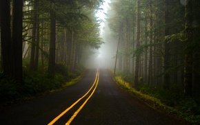road, forest, dark