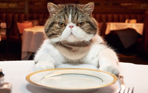 table, plate, animals, cat