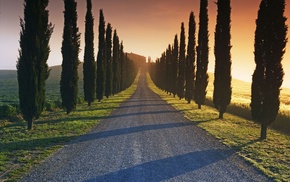 trees, landscape, sunlight, road