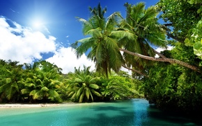 sand, beach, palm trees