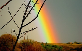 twigs, rainbow, sky, nature, cloudy