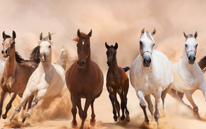 animals, horses, panorama