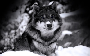 wolf