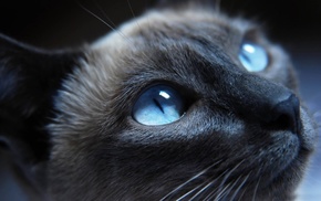 blue eyes, cat