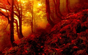 fall, forest, nature