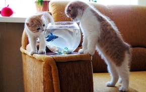 fishbowls, cat, animals, goldfish