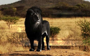 animals, lion, black, melanism