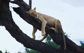 trees, lion, animals