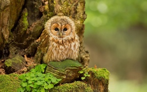 owl, animals, birds, trees