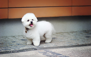 dog, street, animals, white, photo