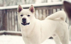 winter, dog, animals