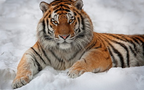 white background, snow, animals, tiger, nature