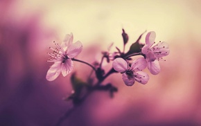 pink, flowers, red, nature