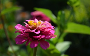 flowers, nature