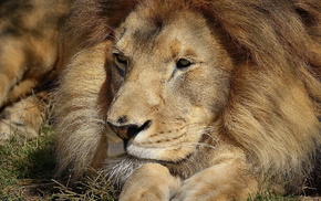 animals, lion