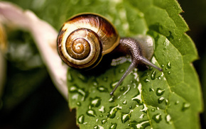 macro, animals, leaves