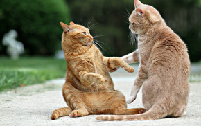 animals, redhead
