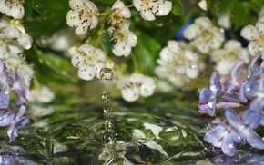 drops, spring, flowers, macro, water