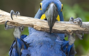 blue, branch, animals, eyes