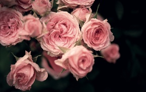 roses, drops, petals, flowers, bouquet