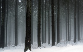 trees, snow, winter, landscape