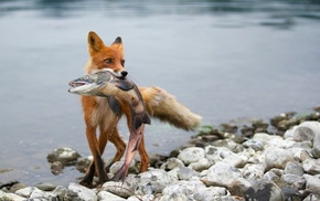 fox, animals, fish