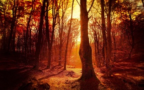 trees, fall, forest, sunset