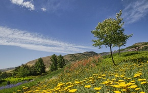 flowers, nature, trees