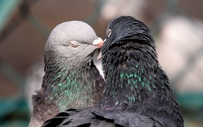 animals, love, couple, birds