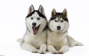 animals