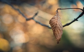 nature, macro