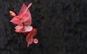 flowers, macro, nature